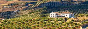 olivos andalucía