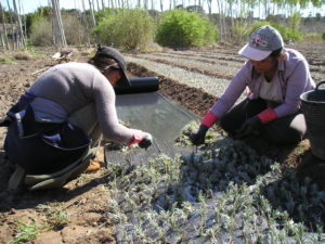 mujeres rurales