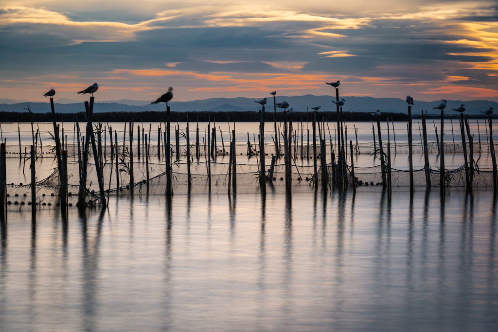 humedal albufera