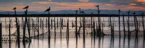 humedales albufera de valencia