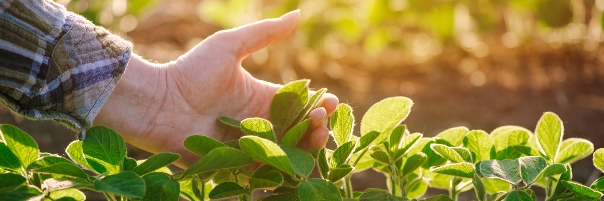 daños sector agrícola rga seguros