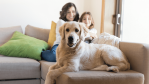 seguro responsabilidad civil para perros